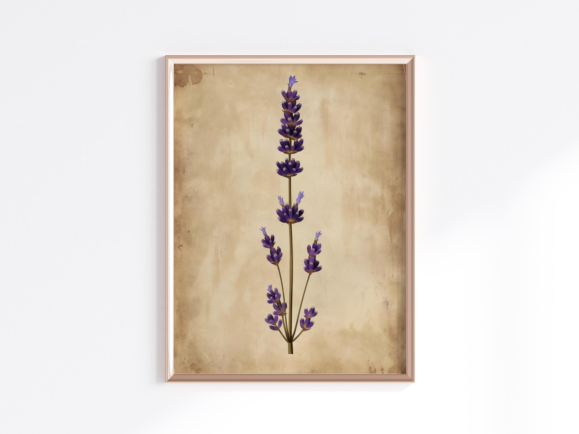 Duftende Stille: Lavendel in seiner Pracht- Vintage-Illustration, Pflanzen, Blumen, botanische Kunst, Irland